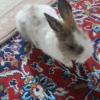 خرگوش دستی نر|موش و خرگوش|کبودرآهنگ, |دیوار