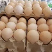تخم مرغ محلی 200عدد
