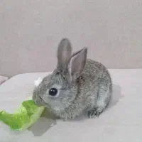 خرگوش نر|موش و خرگوش|رامهرمز, |دیوار