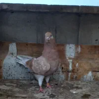 کفتر دوتا ماده