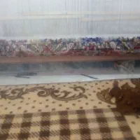 فرش نیمه کاره ۷۰ رج نقشه شادکام|فرش|تبریز, |دیوار
