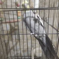 عروس هلندی جفت|پرنده|پاکدشت, پاکدشت (مامازند)|دیوار