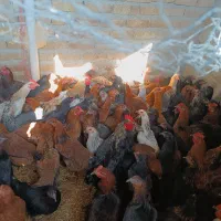 مرغ جوان تخم گذار|حیوانات مزرعه|کنگاور, |دیوار