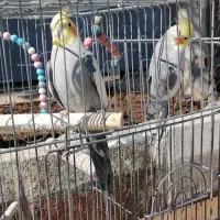 عروس هلندی3000000