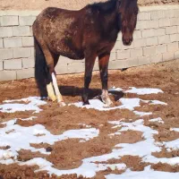 کره13ماهه|اسب و تجهیزات اسب‌سواری|سبزوار, قصبه غربی|دیوار