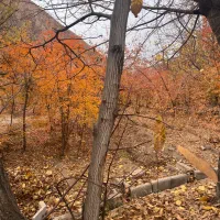 باغ ۸۵۰متری روستای سیجان|فروش زمین و ملک کلنگی|آسارا, |دیوار