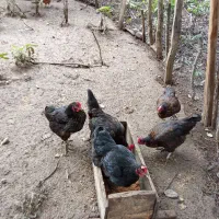 حیوانات در مزرعه