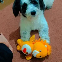 اشتپیز دوساله دومیلیون