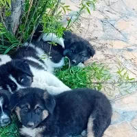 سگ نژاد سرابی