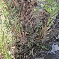 پاجوش مضافتی|گل و گیاه طبیعی|بم, |دیوار