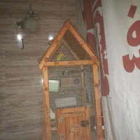 طوطی برزیلی کتوله صورت هلویی بدون قفس