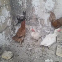 مرغ لاری|حیوانات مزرعه|شیراز, گل سرخ|دیوار