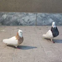 کبوتر طوقی ساده کلاغ
