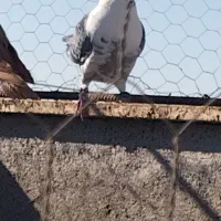 کفتریاکبوتر|پرنده|تاکستان, |دیوار