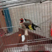 سهره اروپایی نر 3600با قفس|پرنده|نهبندان, |دیوار