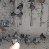 کبوتر پلاکی بوم|پرنده|مشهد, طبرسی شمالی|دیوار