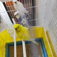 مرغ عشق پروانه ای