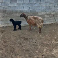 فروش چهار راس میش بره دار|حیوانات مزرعه|شیراز, فرهنگیان|دیوار