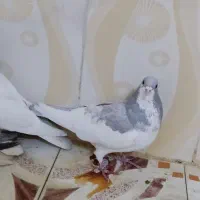 کبوتر|پرنده|شیراز, شیخ روزبهان|دیوار