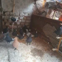 کبوتر