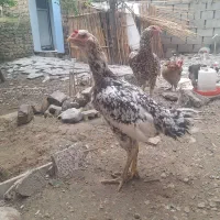 مرغ لاری چیل دانگ بالا اصل، کلاله