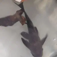 لجن خوار سایز بزرگ