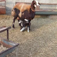 میش وبره جوان انتیک