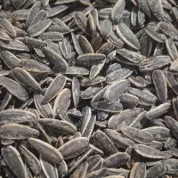 تخمه کانادایی نمکی