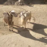 بز سالم سرحال  هیکلی
