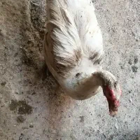 فروش مرغابی نژاد مسکویی|پرنده|سرپل ذهاب, |دیوار