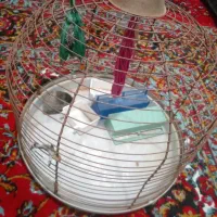 قفس طرقه