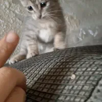 واگذاری بچه گربه