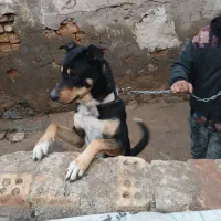 سگ نگهبان|سگ|اهواز, کارون|دیوار