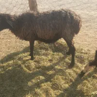 ۲ تا گوسفند چاق و چله|حیوانات مزرعه|ریگ ملک, |دیوار