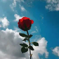 دنبال کار خوبم