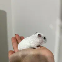 فروش همستر|موش و خرگوش|شیراز, پشم شیشه|دیوار