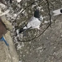 کفتر تهرانی|پرنده|رودهن, |دیوار