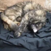 گربه پرشین|گربه|مشهد, رضاییه|دیوار