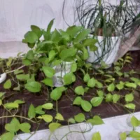 درختچه یوکا،پتوس نئون،لیندا