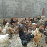 فروش جوجه تزئینی ( برهما اصیل )|حیوانات مزرعه|قم, نیروگاه|دیوار