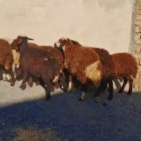 بره ماده جنس|حیوانات مزرعه|شازند, |دیوار