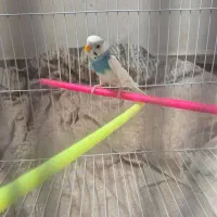 مرغ عشق|پرنده|کرمان, |دیوار