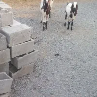 بز نژاد دار پاکستانی