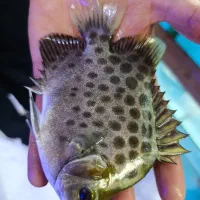 فیش سیتی بالاترین تنوع