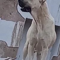 سگ ماده سرابی