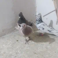 کفتر پرشی|پرنده|اسفراین, |دیوار