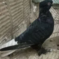 کفتر زاغ دم سفید|پرنده|یزد, |دیوار
