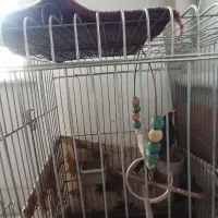 مرغ مینا|پرنده|مشکین‌دشت, |دیوار