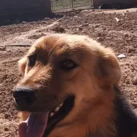 سگ‌ماده‌ژرمن