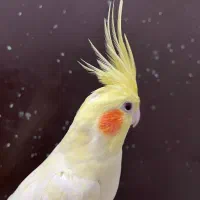 عروس هلندی لوتینو ماده زعفرونی آلبینو بالغ رام رام|پرنده|تهران, شکوفه (عبدل آباد)|دیوار